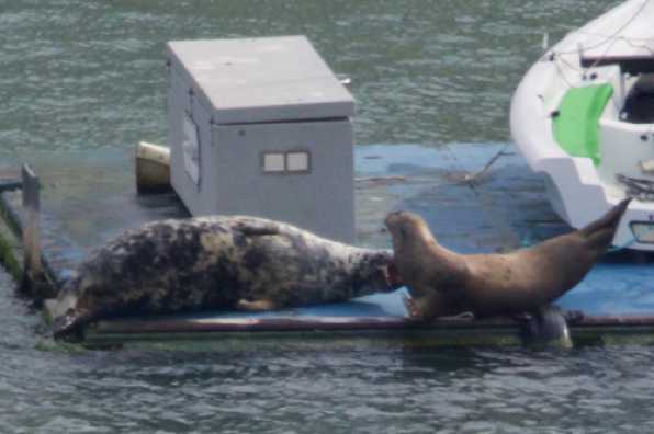 22 April 2022 - 10-06-33

-----------------------
Seals disrupt play at RDYC